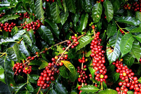 Fresh coffee cherries on the plant