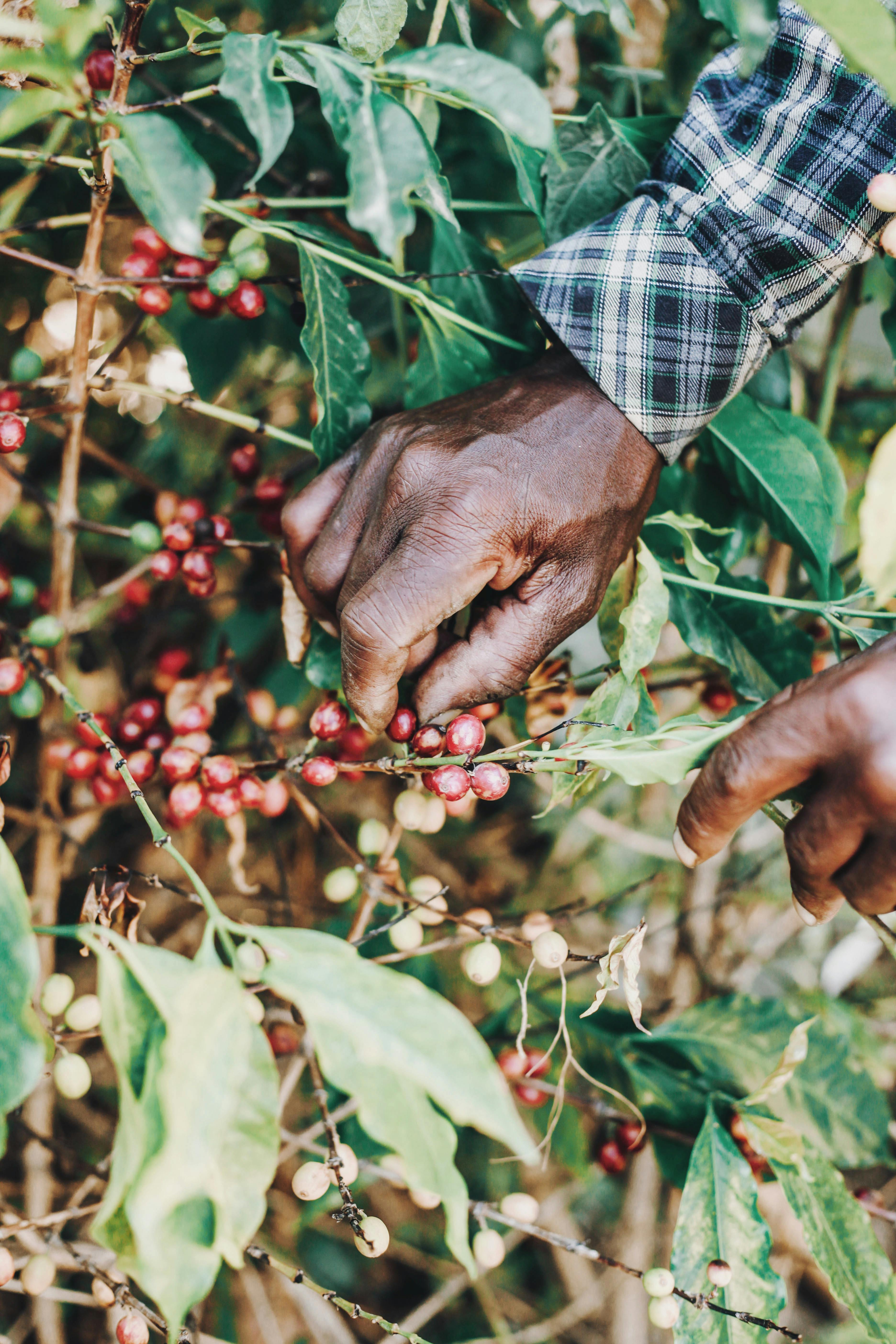 Coffee farmer harvesting red coffee cherries