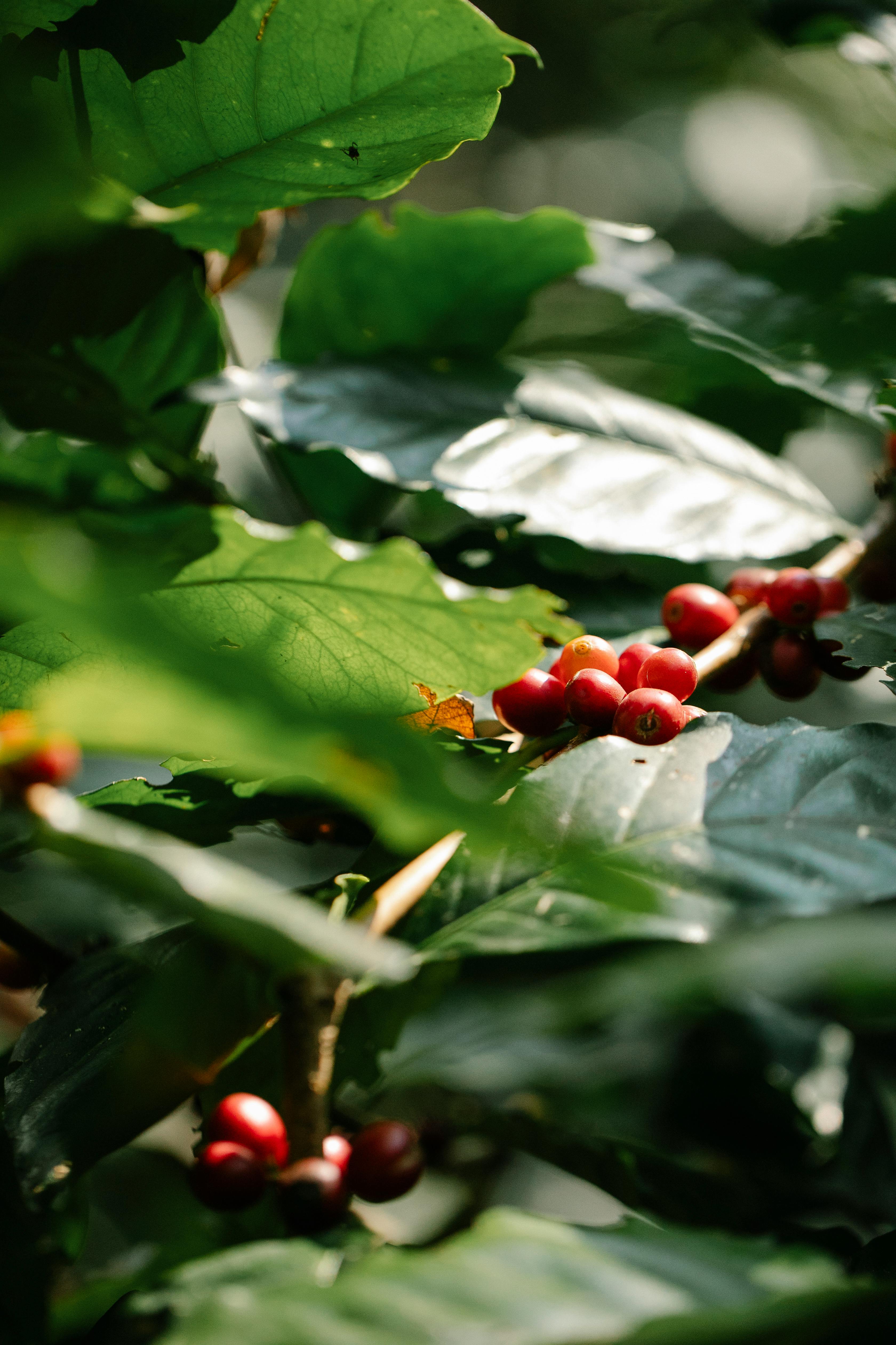 Coffee plantation in Kenya