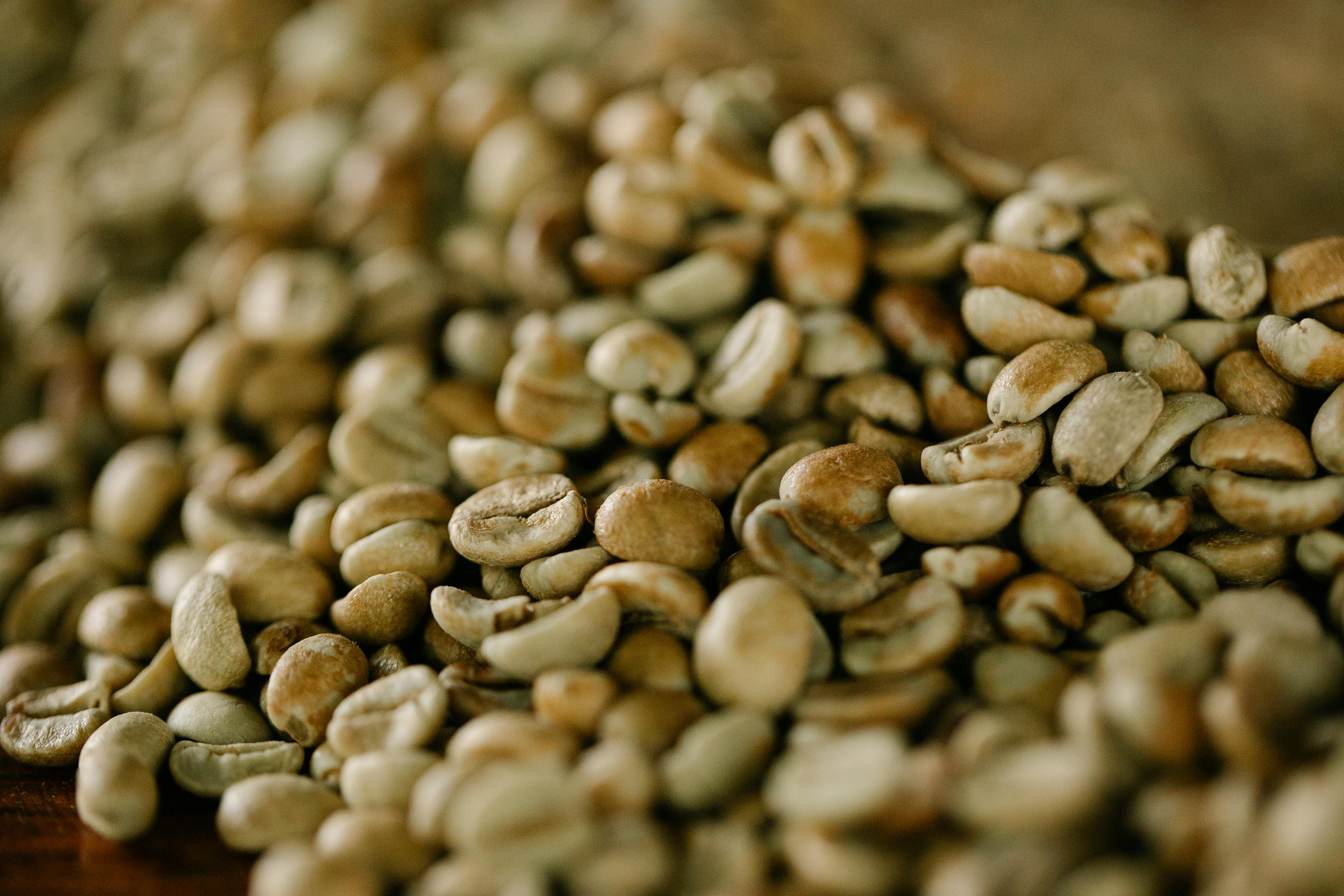 Green coffee beans ready for roasting